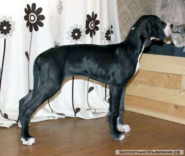Фото Немецкого Дога Черного