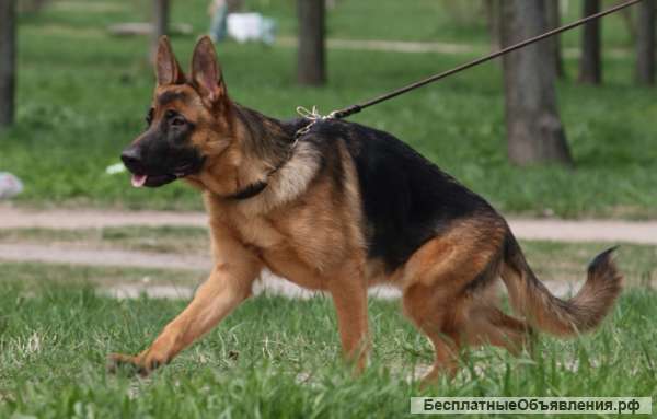 Немецкая Овчарка 10 Месяцев Фото