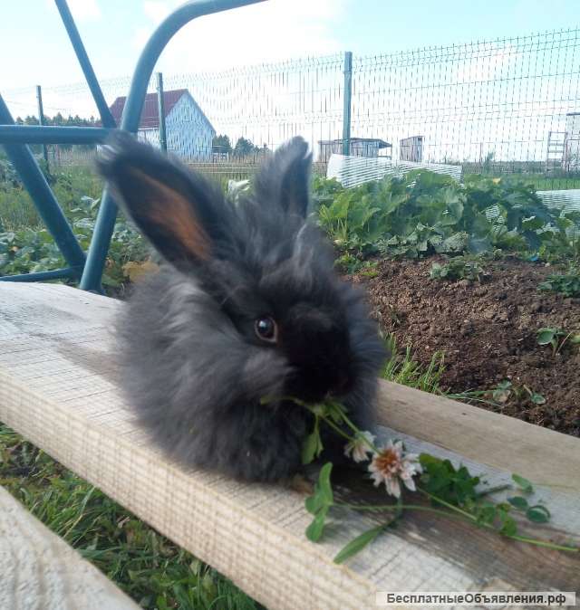 Кролики Немецкое Фото