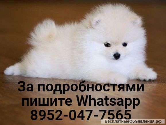 Щенок Шпица 3 Месяца Фото